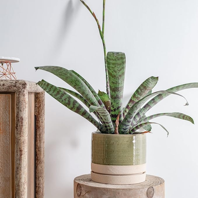Handcrafted Ceramic Planter with Saucer – Two-Tone Green & Beige – 6 Inch Wide x 6 Inch Tall Indoor Plant Pot